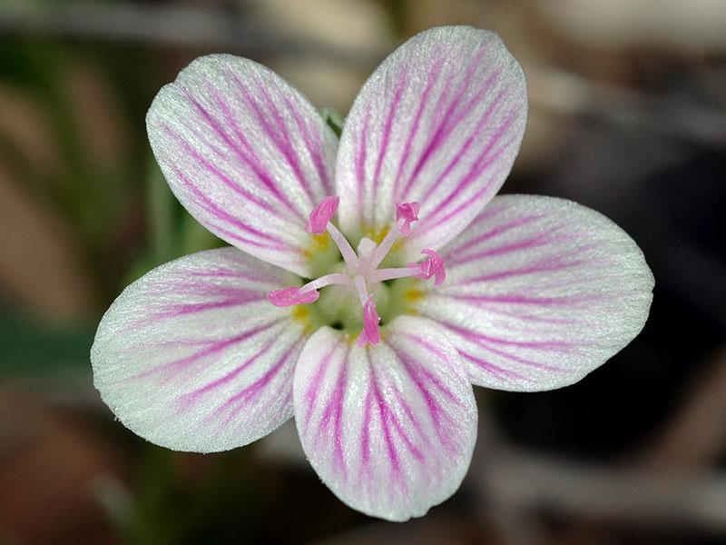 five-petaled-flower