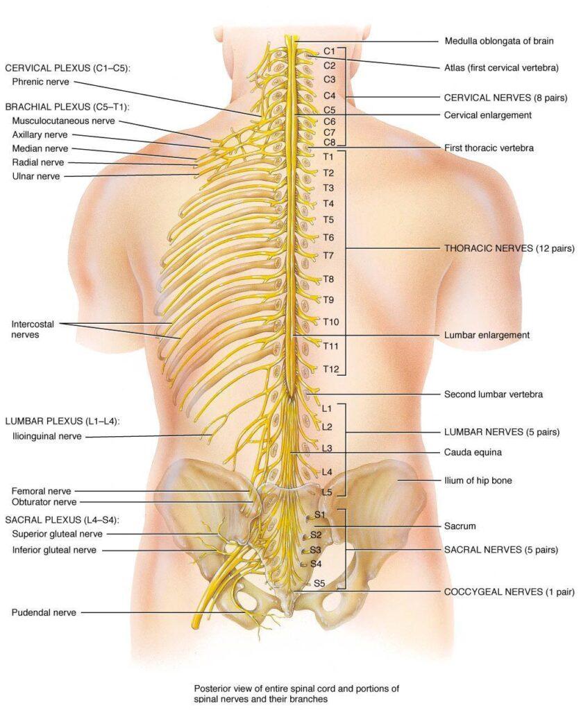 spinal-column