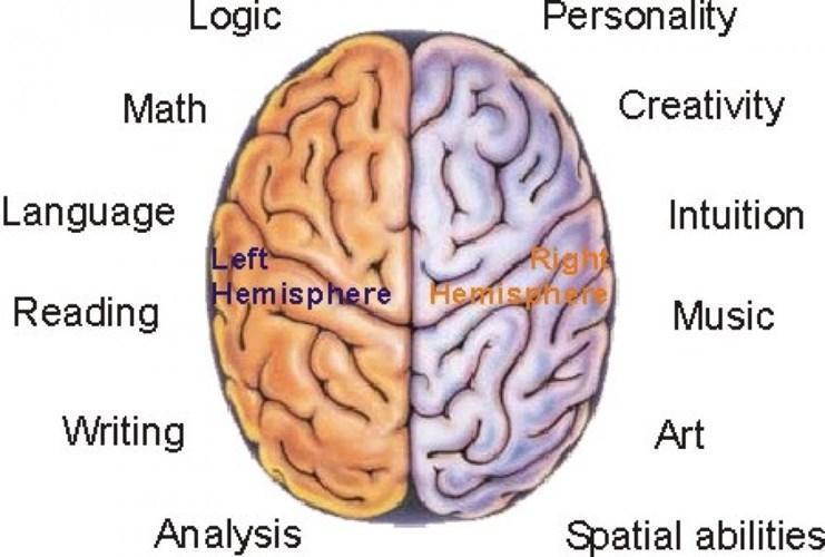 brain-hemispheres