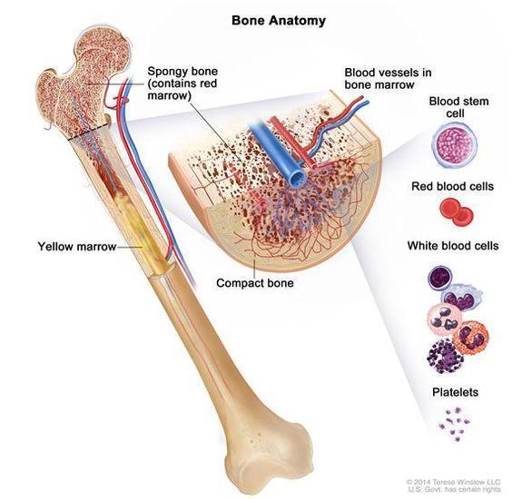 anatomy-of-the-bone