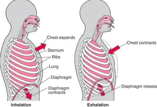 chest-inspiration-expiration-diaphragm-functions