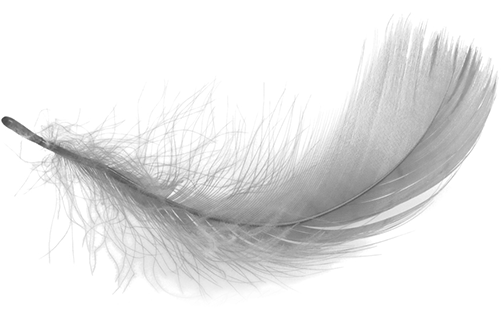 feather_png12960