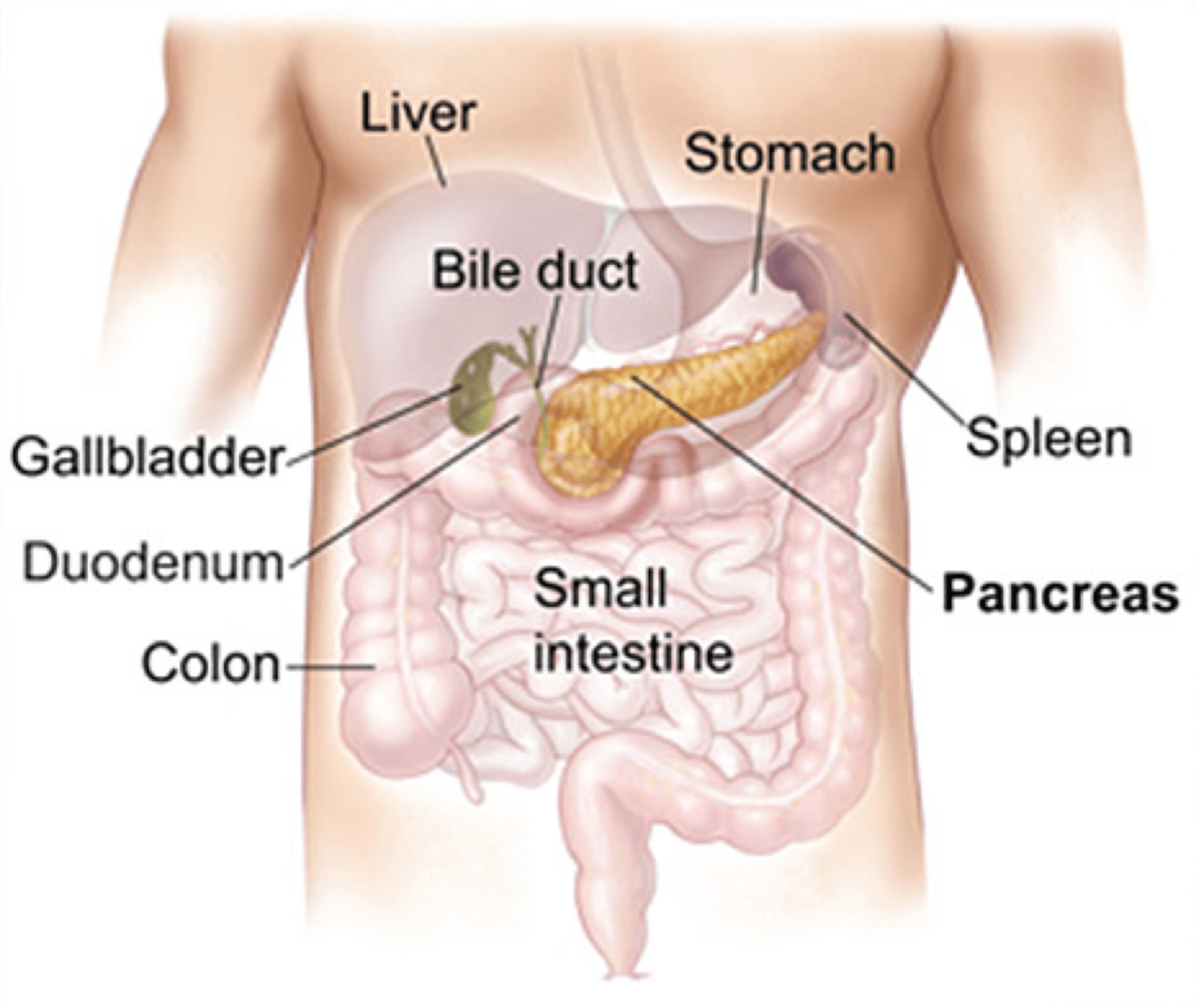 С какой стороны печень у человека. Если болит поджелудочная железа симптомы. Pancreas Liver small intestine.