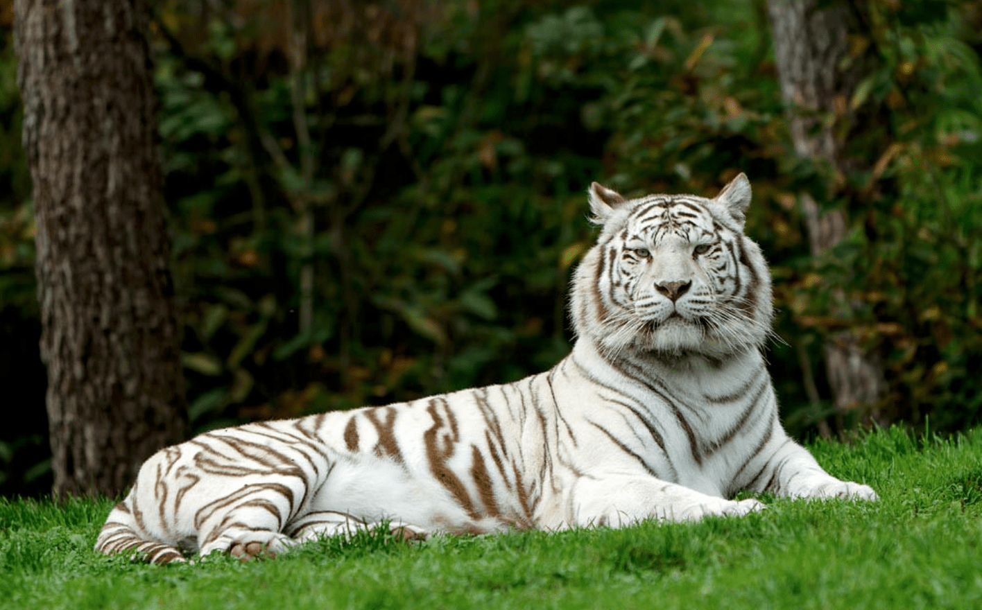 What’s the Meaning of a White Tiger?