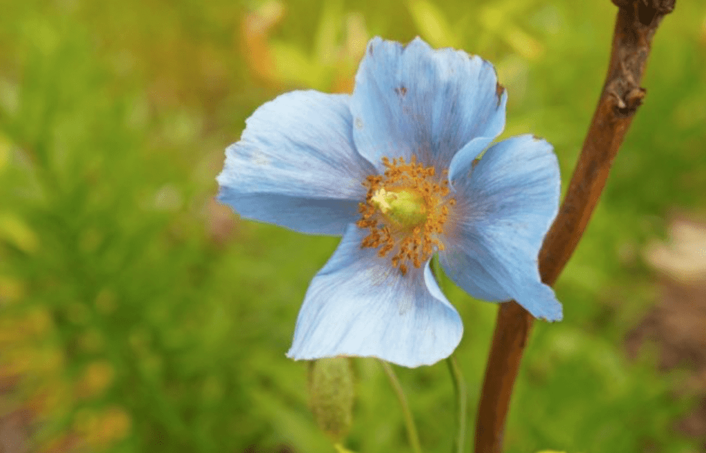 Meet The Blue Poppy National Flower Of Bhutan