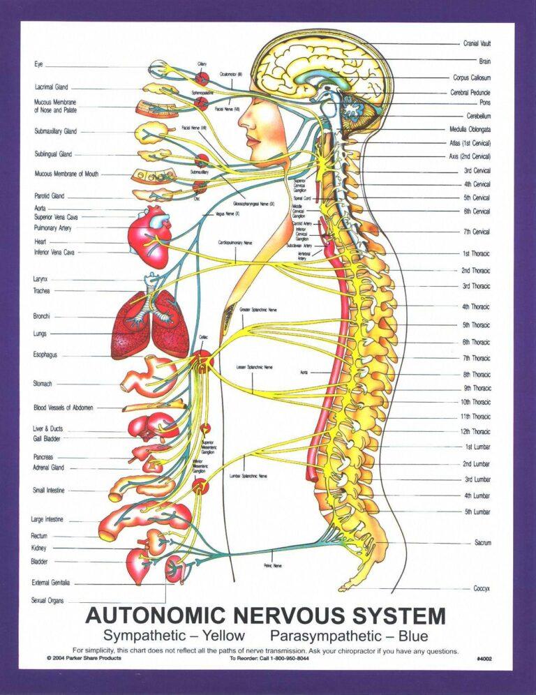 Craniosacral Therapy $180