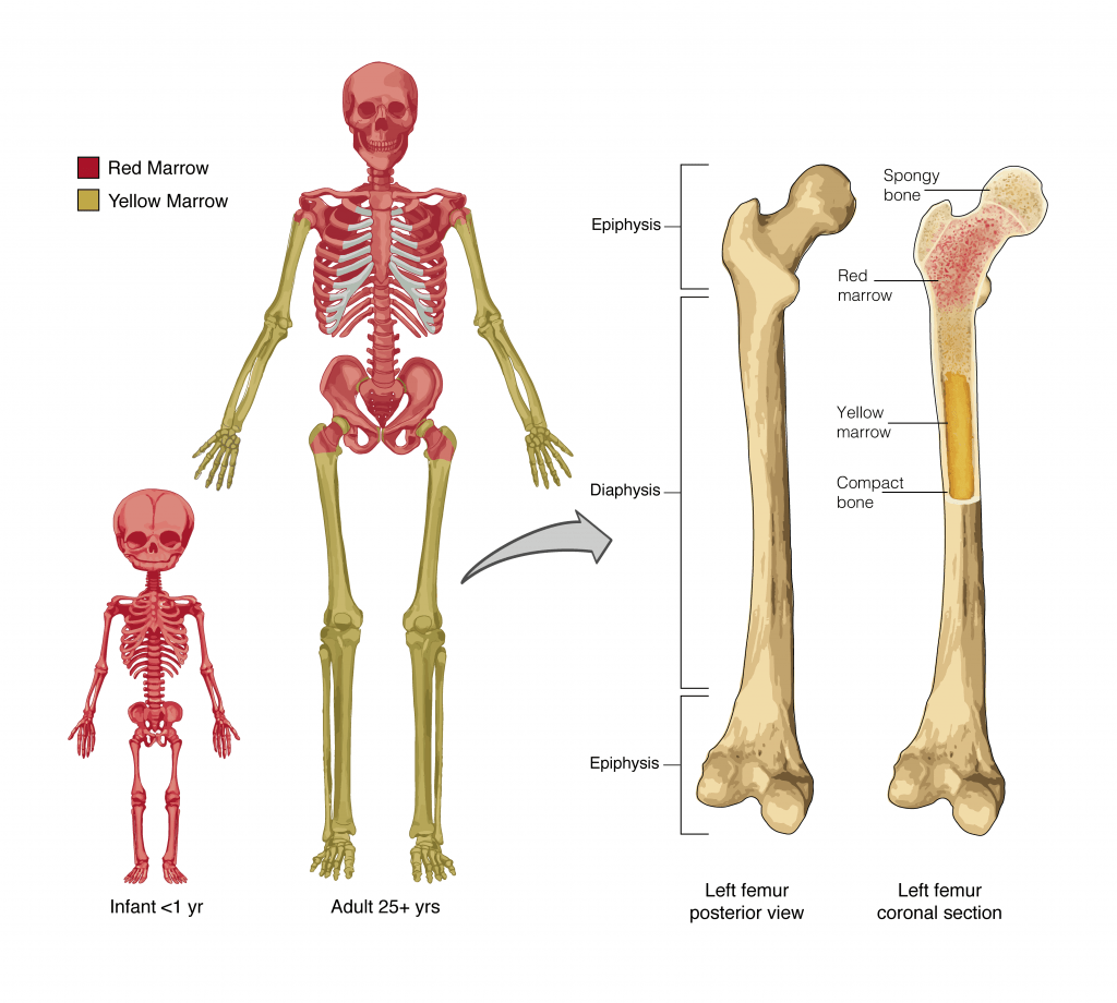 all the flat bones in the body